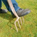 Immagine di un prato verde con muschio, evidenziando tecniche per rimuoverlo senza danneggiare l’erba.