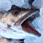 Immagine di un'etichetta di pesce congelato con avvertenze e informazioni ingannevoli.