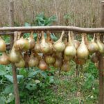 Cipolle fresche conservate in un contenitore, pronte per un uso prolungato e senza sprechi.